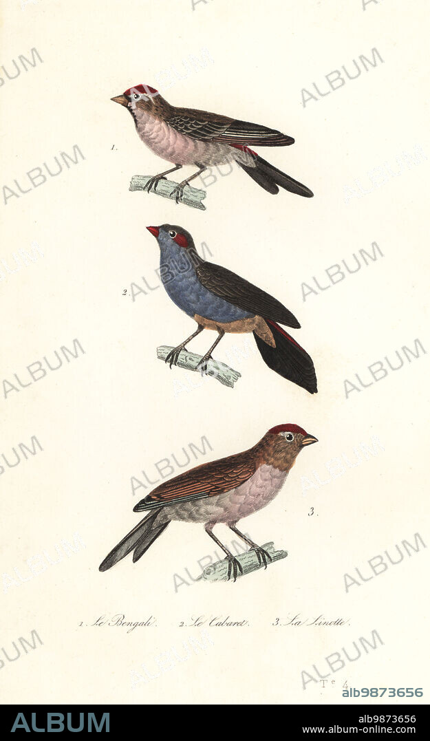 Lesser redpoll, Acanthis cabaret 1, red-cheeked cordonbleu, Uraeginthus bengalus 2, and common linnet, Linaria cannabina 3. Le Bengali, Fringilla benghalus, le cabaret, Fringilla montium, la linotte, Fringilla cannabina. Handcoloured steel engraving from Achille Richard's Oeuvres Completes de Buffon, Pourrat Freres, Paris, 1839.