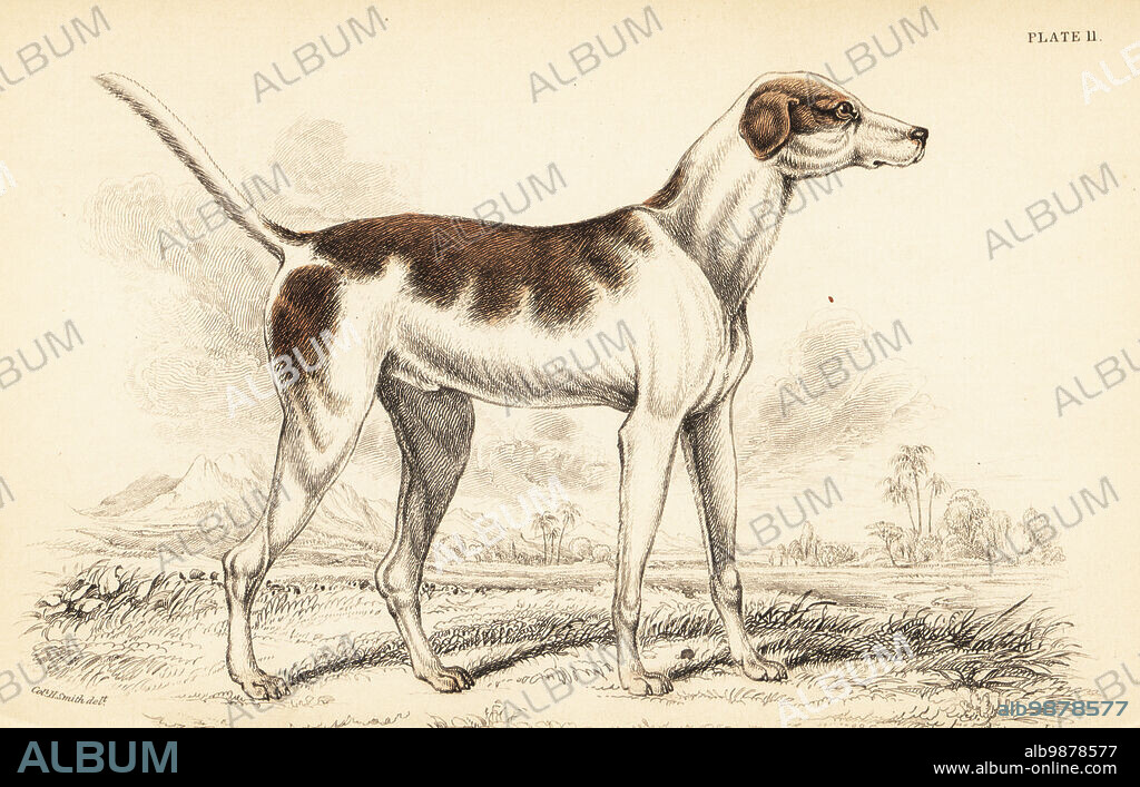 The oriental hound, Canis lupus familiaris. From a drawing made in Persia of a hunting dog belonging to a Kurdish chief. Handcoloured steel engraving by William Lizars from a drawing by Colonel Charles Hamilton Smith from his volume on Dogs from Sir William Jardine's Naturalist's Library: Mammalia, W. H. Lizars, Edinburgh, 1840.