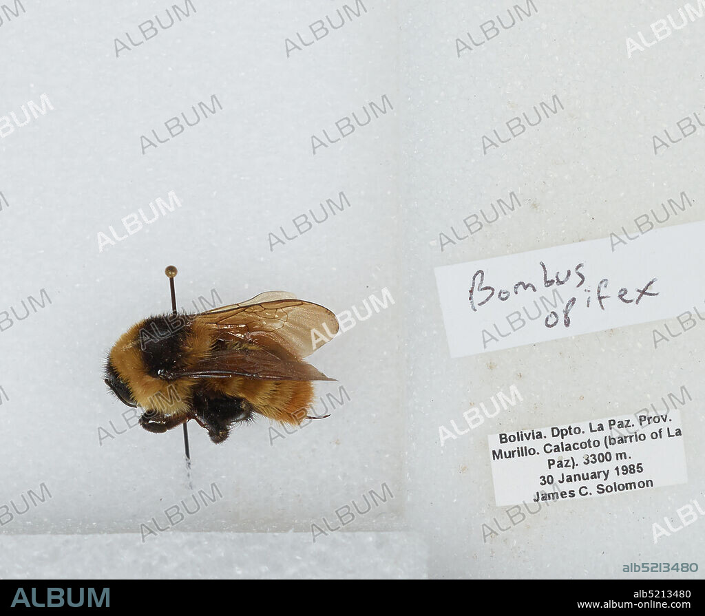 Calacoto (barrio of La Paz), Pedro Domingo Murillo, La Paz, Bolivia, Bombus (Megabombus) opifex Smith, Animalia, Arthropoda, Insecta, Hymenoptera, Apidae, Apinae.