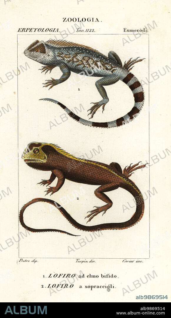 Lyreshead lizard, Lyriocephalus scutatus 1 and diving lizard or mophead iguana, Uranoscodon superciliosus 2. Lofiro ad elmo bifido, Lofiro a sopraccigli. Handcoloured copperplate stipple engraving from Antoine Laurent de Jussieu's Dizionario delle Scienze Naturali, Dictionary of Natural Science, Florence, Italy, 1837. Illustration engraved by Corsi, drawn by Jean Gabriel Pretre and directed by Pierre Jean-Francois Turpin, and published by Batelli e Figli. Turpin (1775-1840) is considered one of the greatest French botanical illustrators of the 19th century.