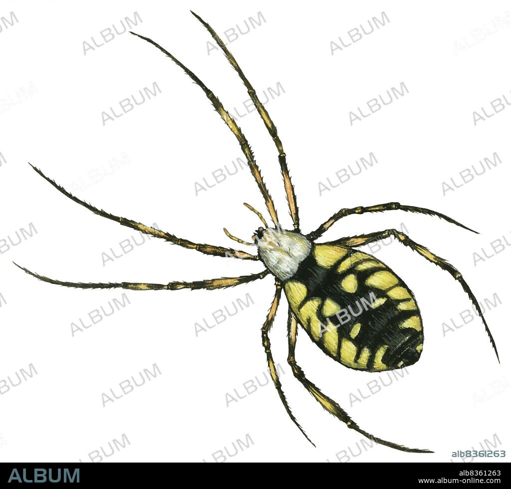 Golden Garden spider.
