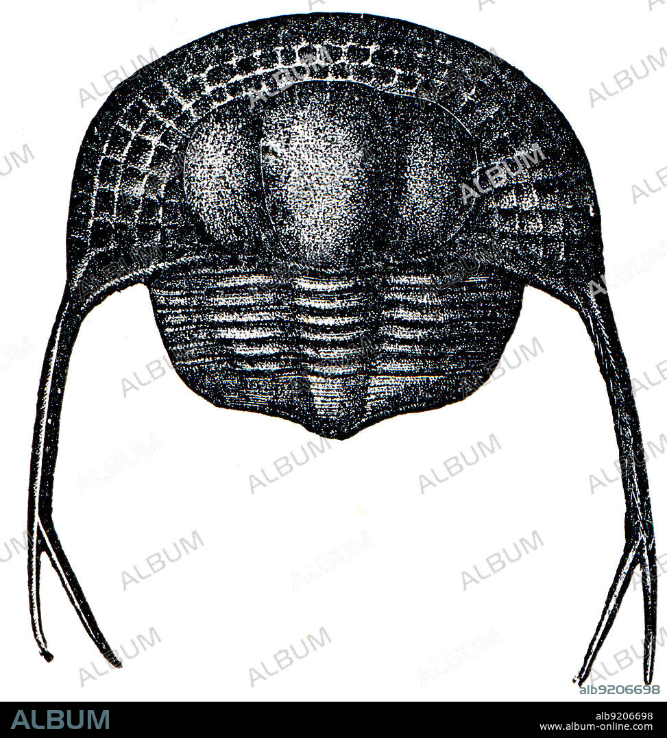 Cambrian and Silurian systems fossil organisms - Trilobite Trinucleus Pongerardi - encyclopedia Education, Russia, 1896.