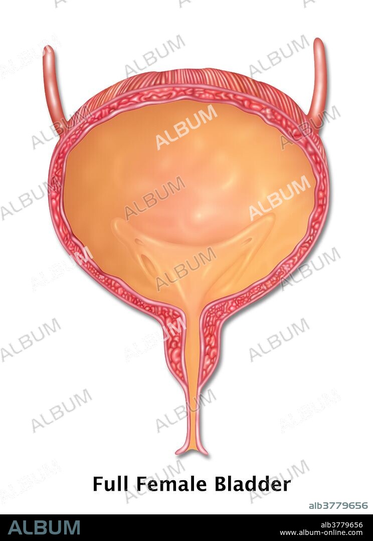 Full Female Bladder, Illustration