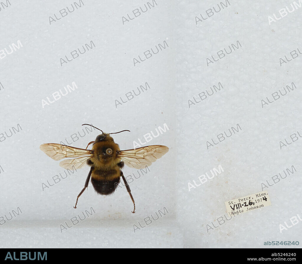 St. Peter, Nicollet, Minnesota, United States, Bombus sp., Animalia, Arthropoda, Insecta, Hymenoptera, Apidae, Apinae.