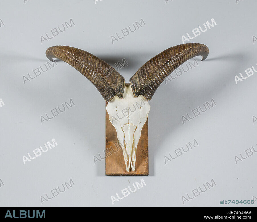 Chasse / Décoration / Animal
Cornes d'Antilope en trophée de chasse 
Collection privée.