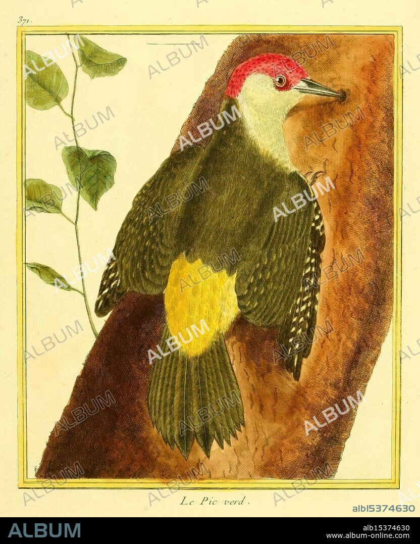 Planches enluminées d'histoire naturelle Paris Zoology Pictorial works Picus viridis, A vividly illustrated bird, identified as 'Le Pic vert,' perches on a textured tree trunk. Its striking features include a vibrant red crown on its head, a predominantly green body with a bright yellow patch on its belly, and intricate feather details that showcase a mix of dark and light patterns. Surrounding the bird are delicate green leaves, enhancing the naturalistic scene and highlighting the bird's habitat. The composition draws attention to the bird's distinctive posture and the rich textures of both the plumage and the bark.