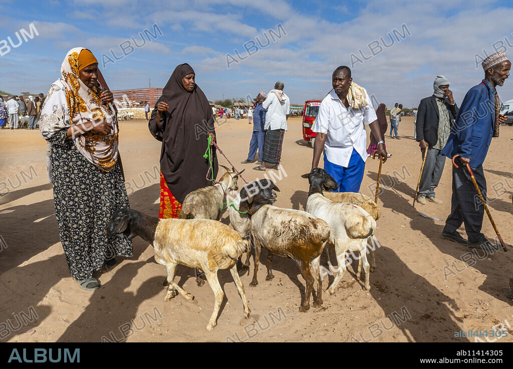 Goats at Cattle market, Burao, south eastern Somaliland, Somalia, Africa.
