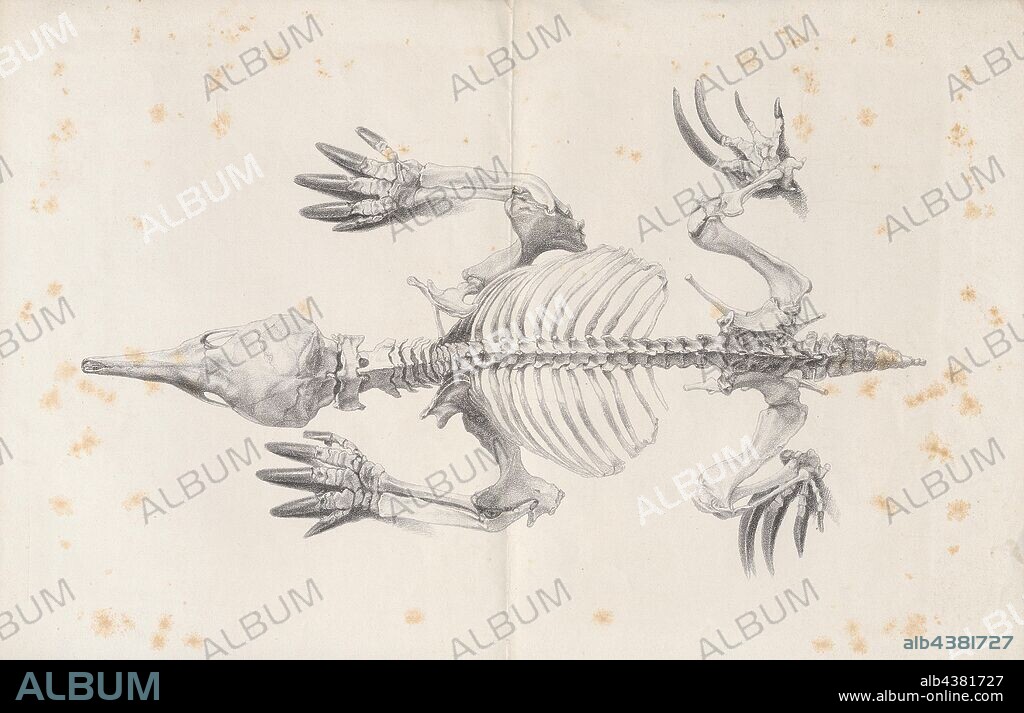 Echidna spec., Print, Echidnas, sometimes known as spiny anteaters, belong to the family Tachyglossidae in the monotreme order of egg-laying mammals. The four extant species of Echidnas and the platypus are the only living mammals that lay eggs and the only surviving members of the order Monotremata.The diet of some species consists of ants and termites, but they are not closely related to the true anteaters of the Americas, which are xenarthrans, along with sloths and armadillos. Echidnas live in Australia and New Guinea., skeleton.
