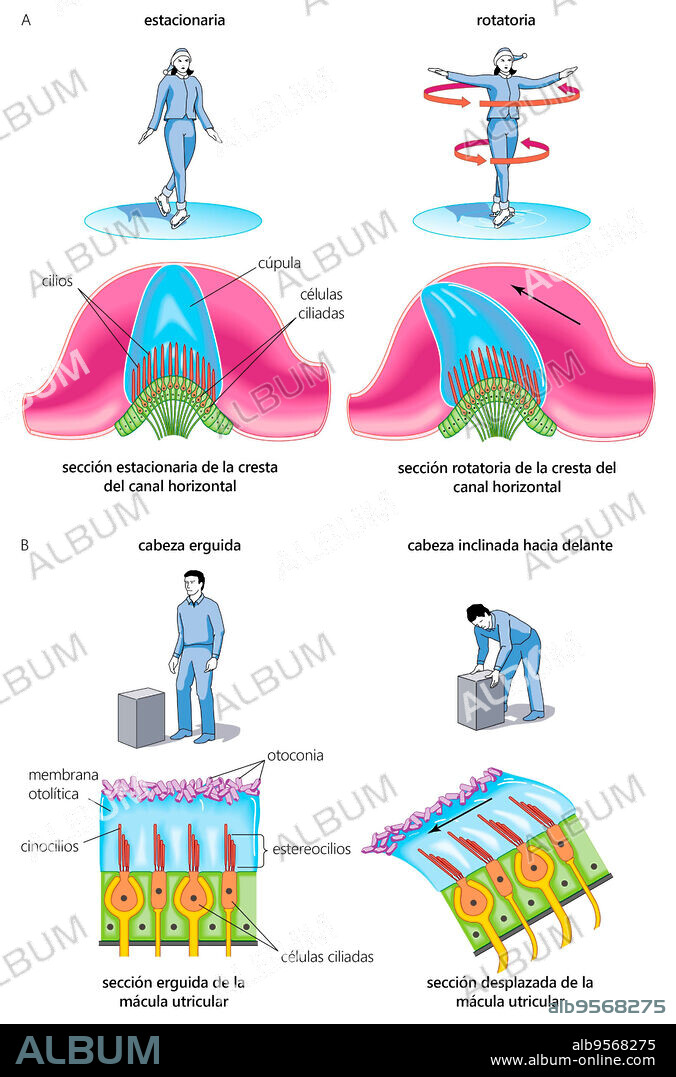 The two sensory organs of balance: the cristae of the semicircular ducts and the maculae of the utricle and saccule.