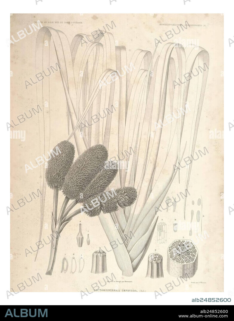 Botanique, Paris, Gide et Cie, 1845-1853., A botanical illustration showcasing the plant known as Victoria regia, also referred to as the giant water lily. The composition features elongated, ribbon-like leaves rising gracefully, along with the distinctive spherical flower buds that characterize this aquatic species. Surrounding the central elements are detailed sketches of various plant parts, including seeds, cross-sections, and reproductive structures, offering an in-depth look at the anatomy and morphology of the plant. The intricate detailing highlights the unique features of Victoria reg