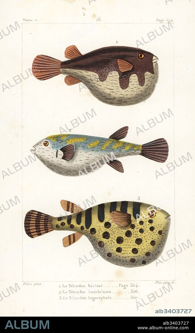 White-spotted puffer, Arothron hispidus, evileye blaasop, Amblyrhynchotes honckenii, and oceanic puffer, Lagocephalus lagocephalus. Handcoloured copperplate engraving by Plee Sr. after an illustration by Jean-Gabriel Pretre from Bernard Germain de Lacepede's Natural History of Oviparous Quadrupeds, Snakes, Fish and Cetaceans, Eymery, Paris, 1825.