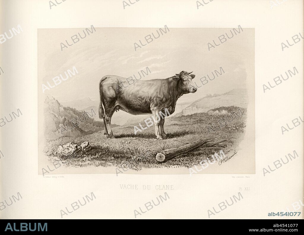 Cow of Glane, Glanrind, cow, signed: Phot., Nadar, P. Villamil; A. Riffaut heliog., et sculp, Pl. XLI, p. 97, Villamil; Tournachon, Adrien Alban (Phot.); Riffaut, A. (heliog. et sc.), Emile Baudement: Les races bovines au concours universel agricole de Paris en 1856: études zootechniques. Bd. 2. Paris: Imprimerie Impériale, MDCCCLXI [1861].