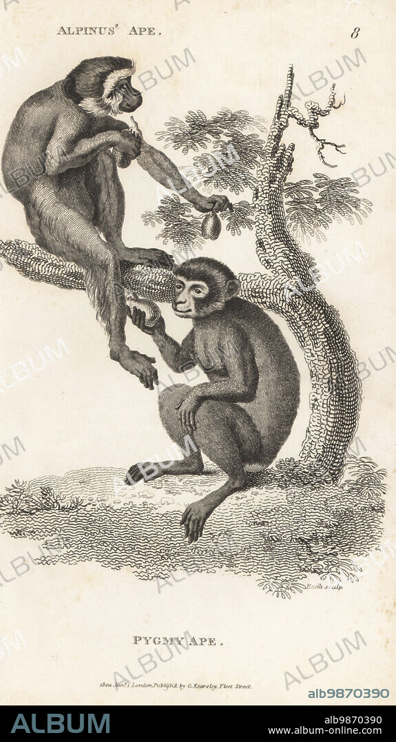 Barbary macaques, endangered, Macaca sylvanus. As Alpinus' Ape and Pygmy ape, Simia sylvanus. After illustrations by Prosper Alpinus and one sent by Peter Collinson to the Comte de Buffon. Copperplate engraving by James Heath from George Shaws General Zoology: Mammalia, G. Kearsley, Fleet Street, London, 1800.