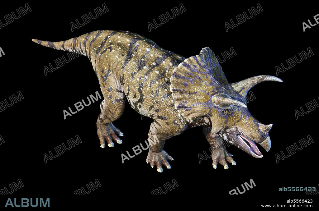 3D rendering of Triceratops dinosaur n black background, perspective view from above.