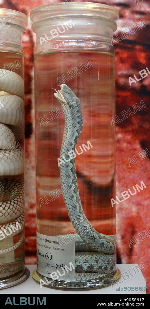 Vipera berus (Adder Snake) also known as, the common European adder/viper. A venomous viper species. Dated 1758.
