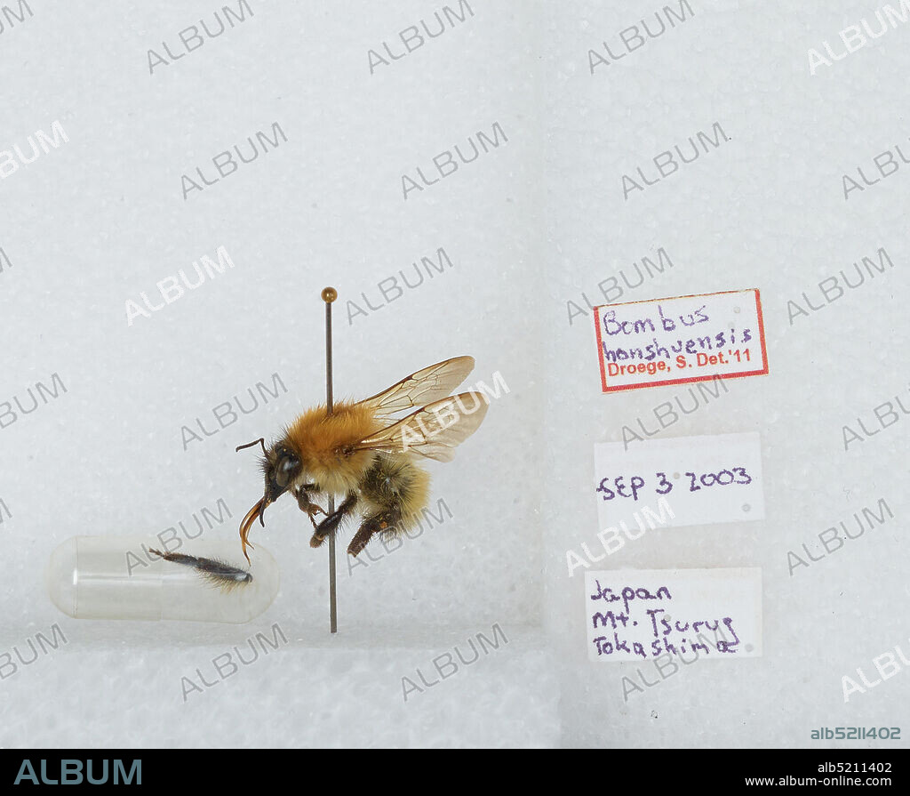 Mount Tsurugi, Tokushima, Japan, Bombus (Thoracobombus) honshuensis (Tkalcu), Animalia, Arthropoda, Insecta, Hymenoptera, Apidae, Apinae.