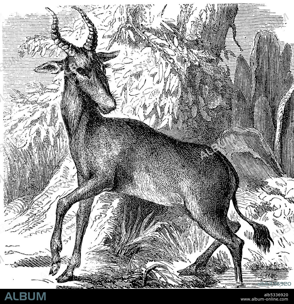 red hartebeest, Alcelaphus buselaphus caama, Illustration from 1880  /  Südliche Kuhantilope, Alcelaphus caama, Illustration aus 1880, Historisch, historical, digital improved reproduction of an original from the 19th century / digitale Reproduktion einer Originalvorlage aus dem 19. Jahrhundert,.