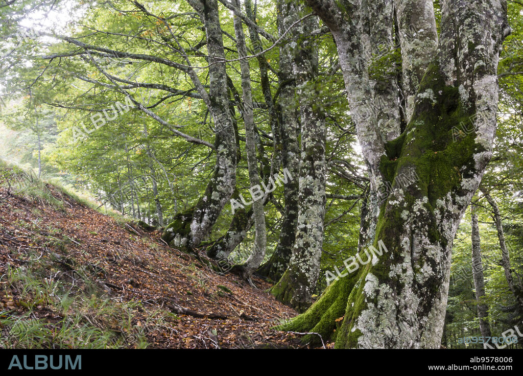 reserva integral de Lizardoia, selva de Irati,comunidad foral de Navarra, Spain.