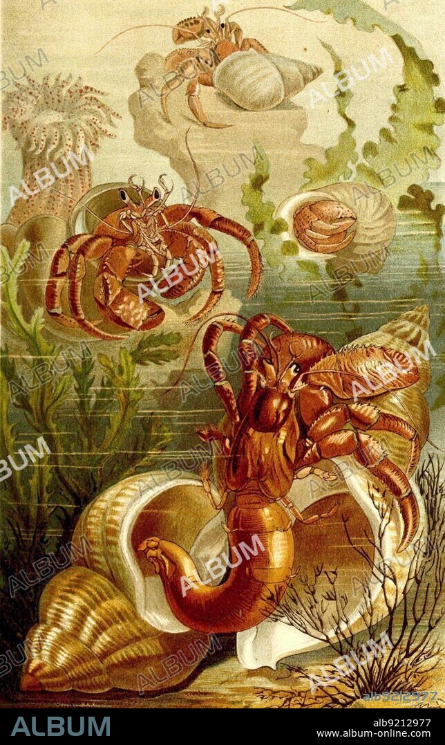 Common hermit crab (Eupagurus bernhardus) Syn.:, Historic, digitally restored reproduction from a 19th century original.