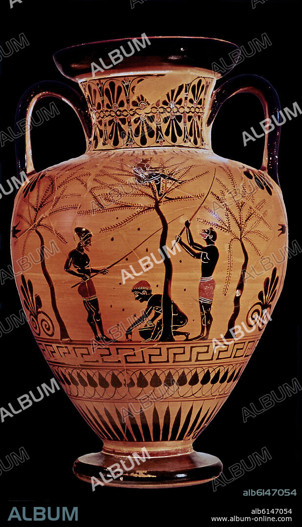 PINTOR DE ANTIMENES. ANFORA VULCI - RECOLECCION DE LA ACEITUNA 500 AC - ARTE GRIEGO.
