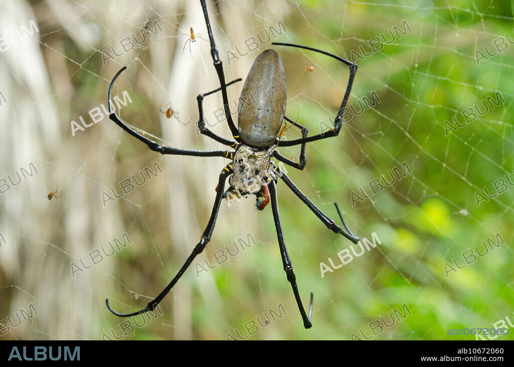 Giant Golden Silk Spider