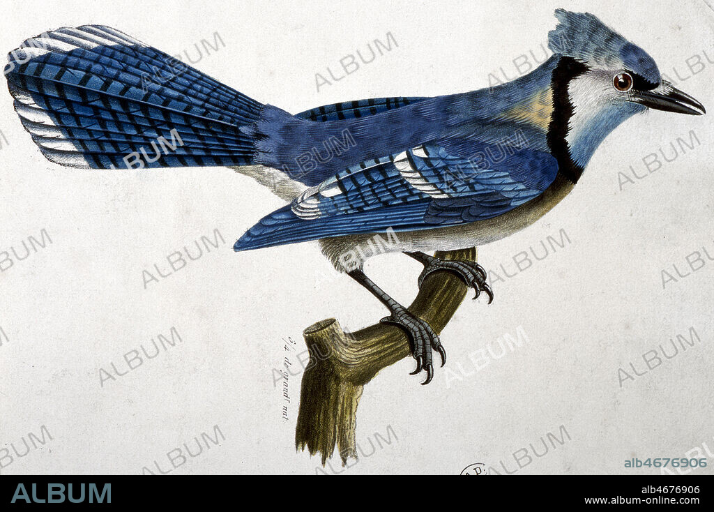 OISEAU : Le GEAI bleu Huppe. Planche zoologique milieu 19eme . Credit Collection PERRIN/ Kharbine Tapabor.