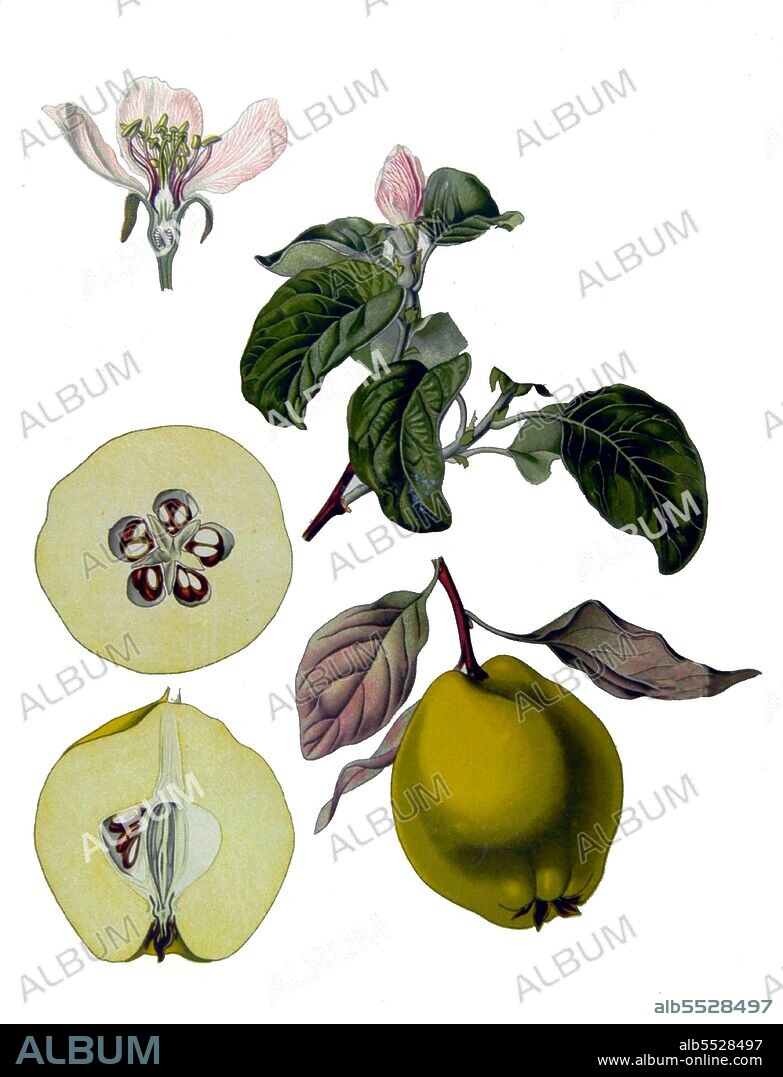 Quince is the sole member of the genus Cydonia in the family Rosaceae (which also contains apples and pears, among other fruits). The quince /'kw?ns/, is a small deciduous tree that bears a pome fruit, similar in appearance to a pear, and bright golden-yellow when mature. Throughout history the cooked fruit has been used as food, but the tree is also grown for its attractive pale pink blossom and other ornamental qualities. The tree grows 5 to 8 metres (16 and a half feet to 26 feet) high and 4 to 6 metres (13 feet to 19 and a half feet) wide. The fruit is 7 to 12 centimetres (3 to 5 inches) long and 6 to 9 centimetres (2 to 3 and a half inches) across. It is native to rocky slopes and woodland margins in South-west Asia, Turkey and Iran.