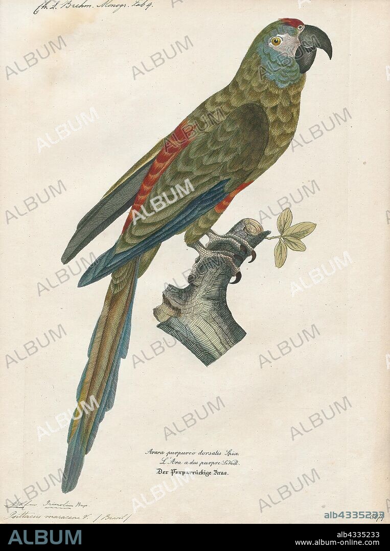 Ara maracana, Print, The blue-winged macaw (Primolius maracana), in aviculture more commonly known as Illiger's macaw, is a species of macaw found in central and eastern South America. The second name is in honor of the German ornithologist Johann Karl Wilhelm Illiger. It was previously placed in the genera Ara or Propyrrhura. Blue-winged macaws have been known to reach an age of 50–60 years., 1842-1855.