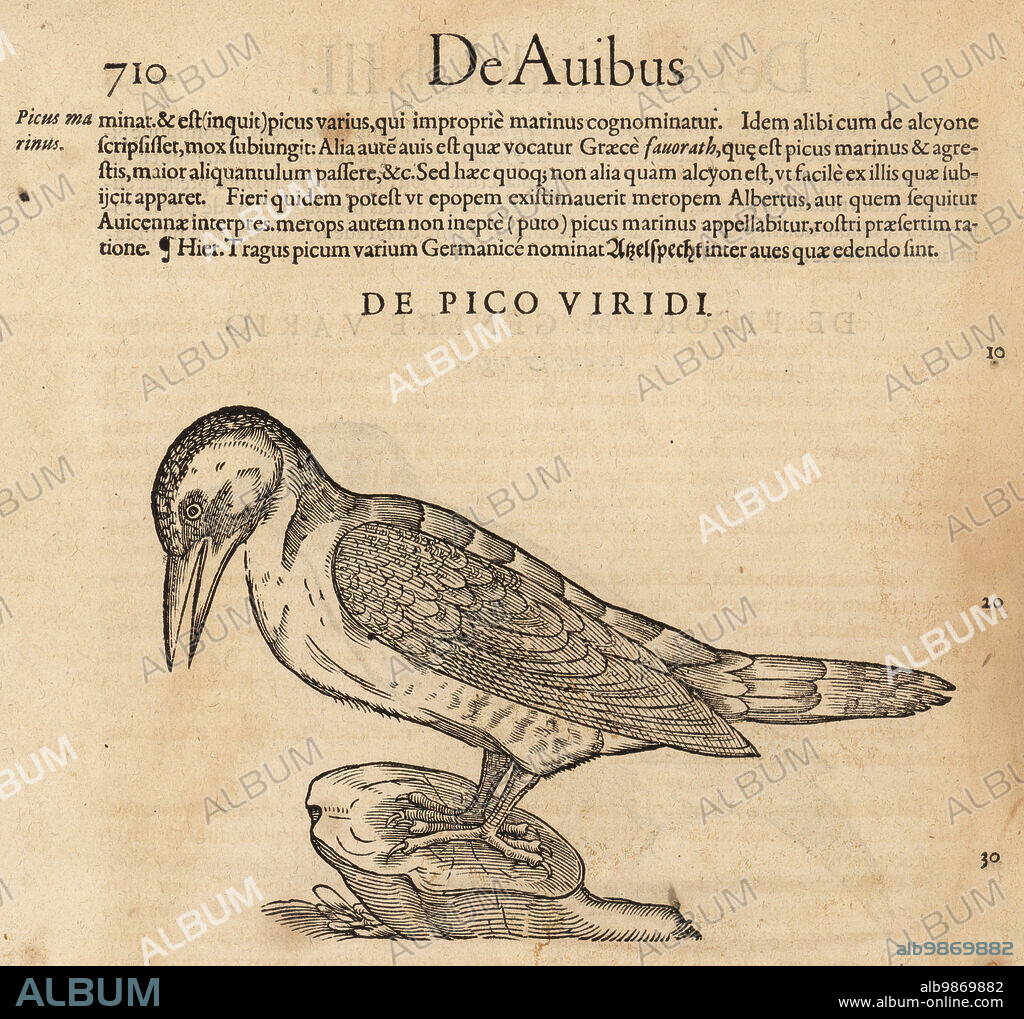 European green woodpecker, Picus viridis. De Avibus, de Pico viridi, grunspechto, huholo. Woodcut engraving after an illustration by Lucas Schan and Conrad Gessner from Conrad Gessners Historiae Animalium, De avium natura, (Natural history of animals: birds), Frankfurt, Wechel for Cambier, 1585.