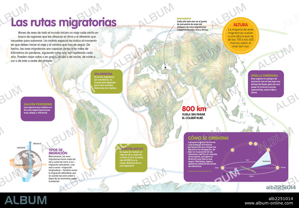 Las rutas migratorias. Infografía sobre las rutas migratorias que realizan las aves en todo el mundo en búsqueda de alimento y mejor clima.