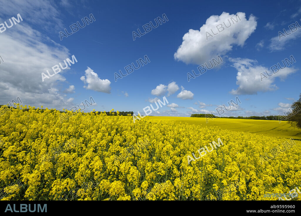 cultivo de colza en primavera, Montrésor, departamento de Indre y Loira, France,Western Europe.