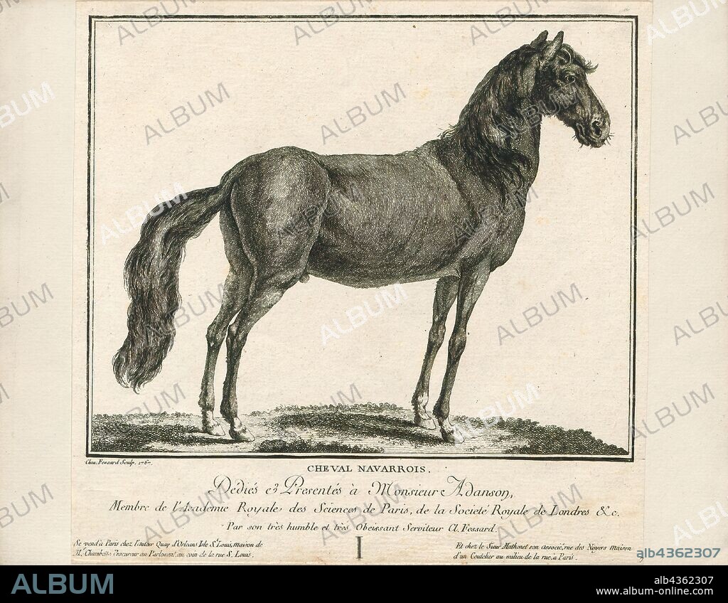 Equus caballus, Print, The horse (Equus ferus caballus) is one of two extant subspecies of Equus ferus. It is an odd-toed ungulate mammal belonging to the taxonomic family Equidae. The horse has evolved over the past 45 to 55 million years from a small multi-toed creature, Eohippus, into the large, single-toed animal of today. Humans began domesticating horses around 4000 BC, and their domestication is believed to have been widespread by 3000 BC. Horses in the subspecies caballus are domesticated, although some domesticated populations live in the wild as feral horses. These feral populations are not true wild horses, as this term is used to describe horses that have never been domesticated, such as the endangered Przewalski's horse, a separate subspecies, and the only remaining true wild horse. There is an extensive, specialized vocabulary used to describe equine-related concepts, covering everything from anatomy to life stages, size, colors, markings, breeds, locomotion, and behavior., 1767.