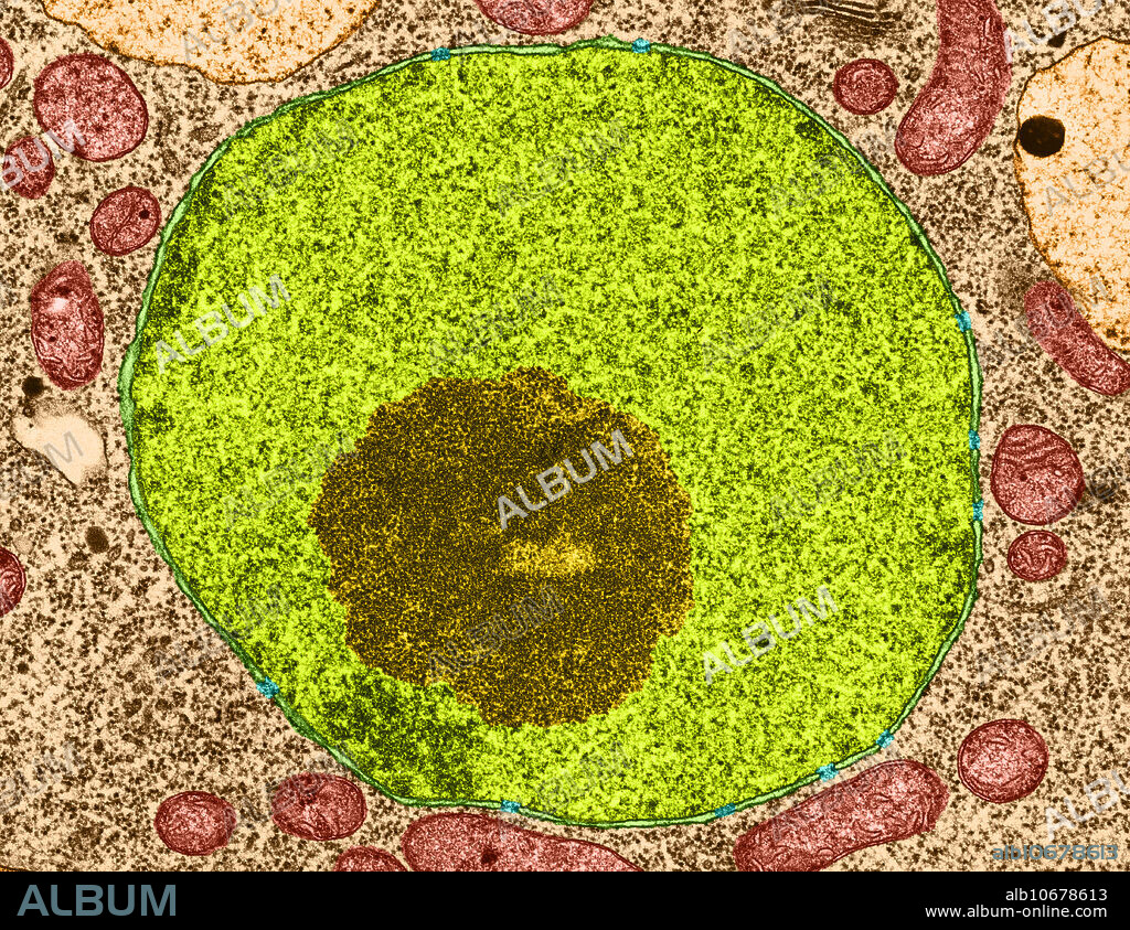 Colour enhanced Transmission Electron Micrograph (TEM) of Thale Cress (Arabidopsis thaliana), showing nucleus in section in root tip cell. Magnification: x44,000.