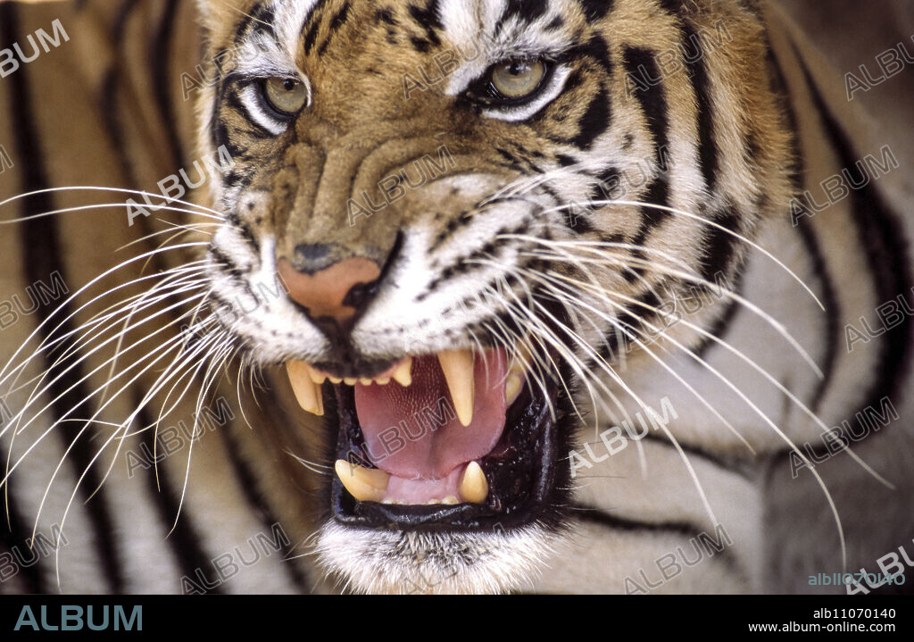 Tigress (Panthera tigris). Panna National Park.Madhya Pradesh.India.Asia.