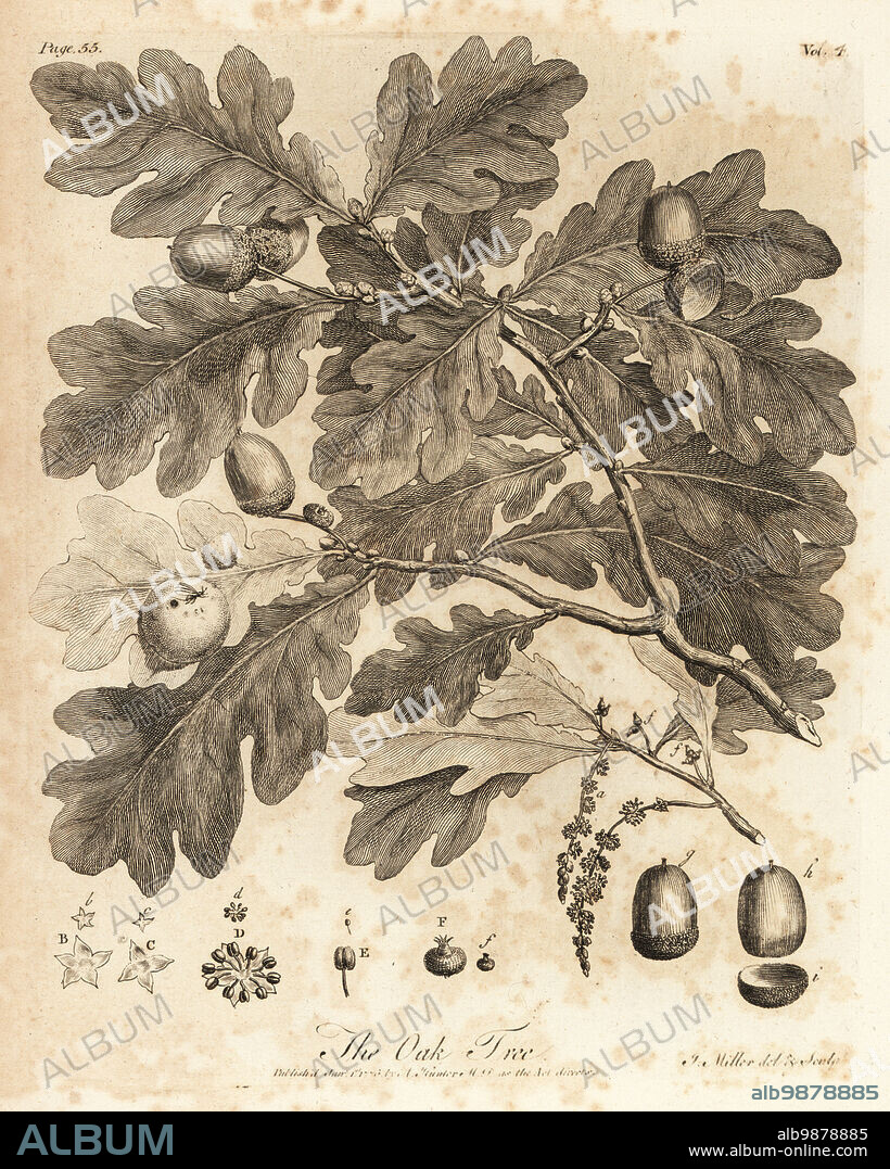 Oak tree with acorns, leaves and branch, Quercus robur. Copperplate engraving drawn and engraved by John Miller (Johann Sebastian Muller) from John Evelyns Sylva, or A Discourse of Forest Trees and the Propagation of Timer, J. Dodsley, London, 1776.