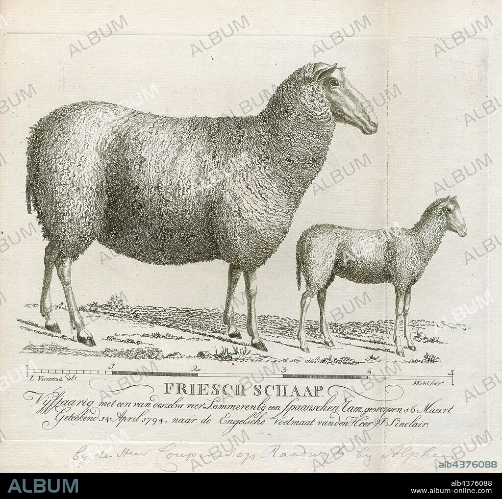 Ovis aries, Print, Domestic sheep (Ovis aries) are quadrupedal, ruminant mammals typically kept as livestock. Like most ruminants, sheep are members of the order Artiodactyla, the even-toed ungulates. Although the name sheep applies to many species in the genus Ovis, in everyday usage it almost always refers to Ovis aries. Numbering a little over one billion, domestic sheep are also the most numerous species of sheep. An adult female sheep is referred to as a ewe, an intact male as a ram or occasionally a tup, a castrated male as a wether, and a younger sheep as a lamb., 1794.