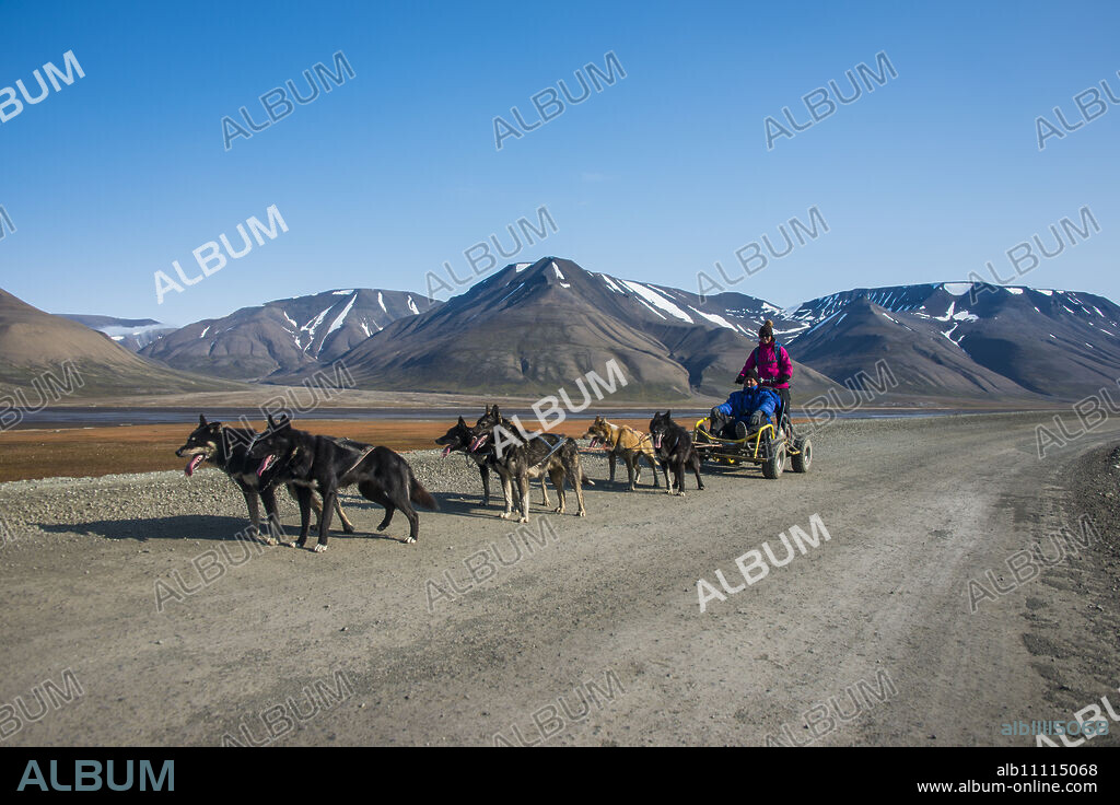 Husky dog sledding on wheels, Svalbard, Longyearbyen, Norway, Scandinavia, Europe.