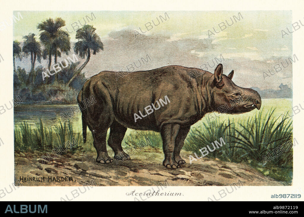 Aceratherium, extinct genus of rhinoceros, Miocene. Aceratherium incisivum. Colour printed illustration after Heinrich Harder from Wilhelm Bolsches Tiere der Urwelt (Animals of the Prehistoric World), Reichardt Cocoa company, Hamburg, 1908. Heinrich Harder (1858-1935) was a German landscape artist and book illustrator.
