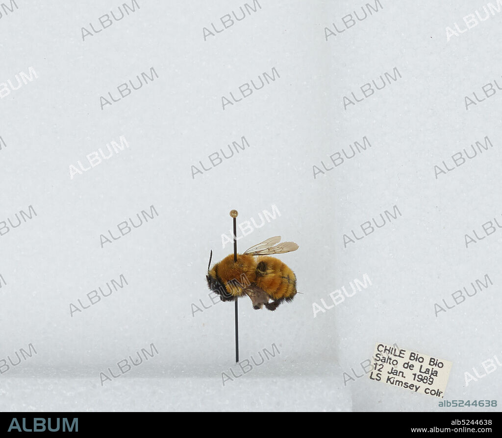Salto de Laja, Bio Bio, Chile, Bombus (Coccineobombus) baeri Vachal, Animalia, Arthropoda, Insecta, Hymenoptera, Apidae, Apinae.