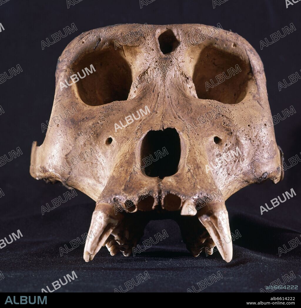 CRANEO DE GORILA MACHO.