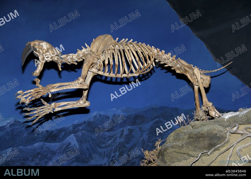 The terms saber-toothed cat, sabertooth, and saber-toothed tiger describe numerous species, mainly in the family Felidae, that lived during various parts of the Cenozoic Era. They are most known for having maxillary canines which were, in some species, up to 20 cm long and extended down from the mouth even when the mouth was closed. Saber-toothed cats were generally more robust than today's cats and were quite bear-like in build. This skeleton is shown leaping onto prey at the Royal Tyrrell Museum, Alberta, Canada.