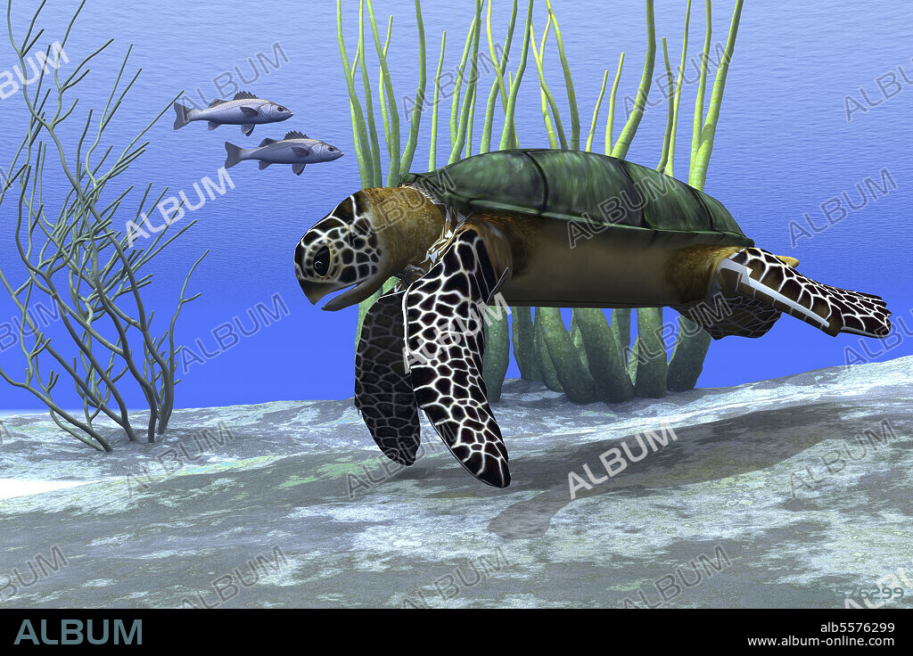 A sea turtle makes its way along the bottom of the sea looking for food.