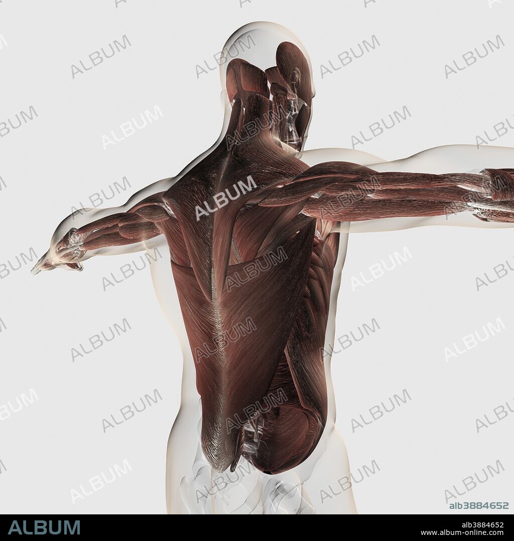 Male muscle anatomy of the human back.