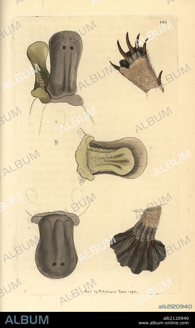 Duck-billed platypus, Ornithorhynchus anatinus. Illustration drawn by George Shaw. Handcolored copperplate engraving from George Shaw and Frederick Nodder's "The Naturalist's Miscellany," London, 1799. Most of the 1,064 illustrations of animals, birds, insects, crustaceans, fishes, marine life and microscopic creatures were drawn by George Shaw, Frederick Nodder and Richard Nodder, and engraved and published by the Nodder family. Frederick drew and engraved many of the copperplates until his death around 1800, and son Richard (1774~1823) was responsible for the plates signed RN or RPN. Richard exhibited at the Royal Academy and became botanic painter to King George III.