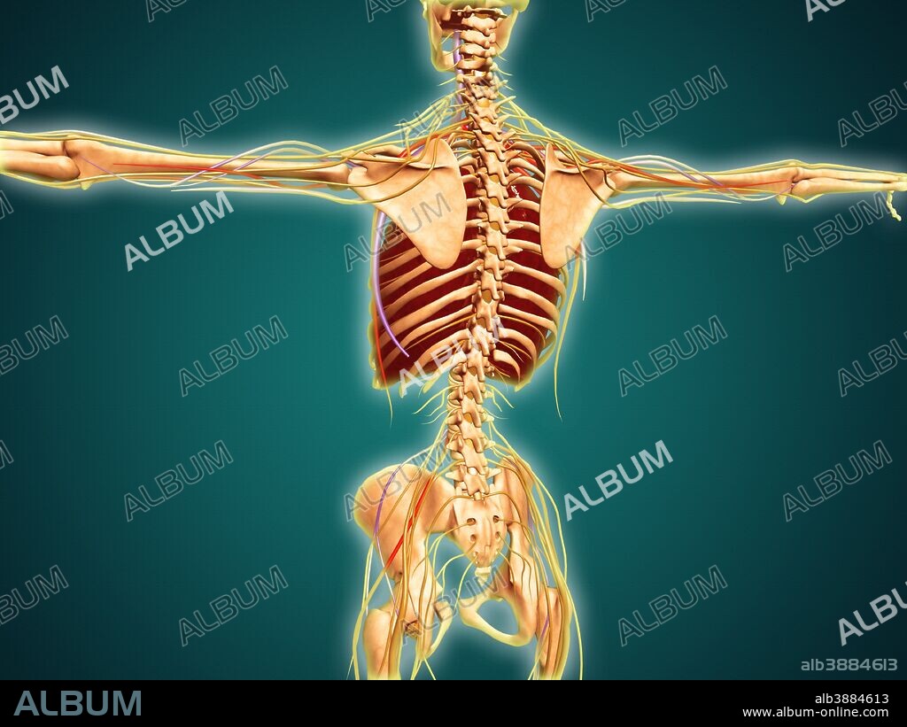 Back view of human skeleton with nervous system, arteries and veins.