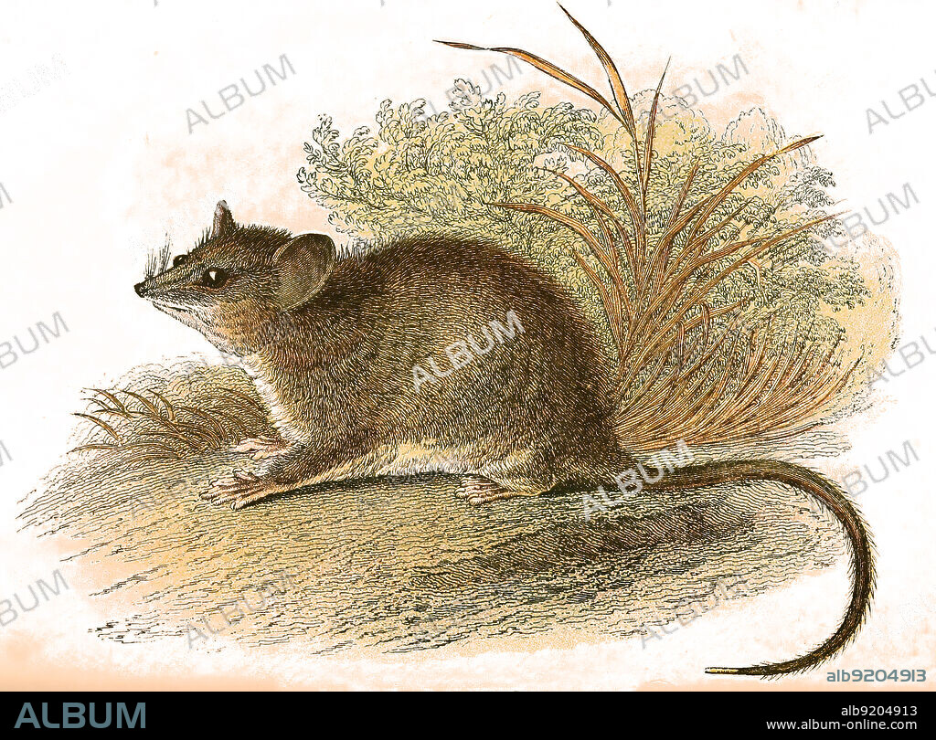 Dickschwanz-Schlafbeutler, Cercartetus nanus, gehört zu den Diprotodontia, eine Ordnung aus der Unterklasse der Beuteltiere / common dormouse-phalanger, eastern pygmy possum, Cercartetus nanus, Historisch, historical, digital improved reproduction of an original from the 19th century / digital restaurierte Reproduktion einer Originalvorlage aus dem 19. Jahrhundert, genaues Originaldatum nicht bekannt,.