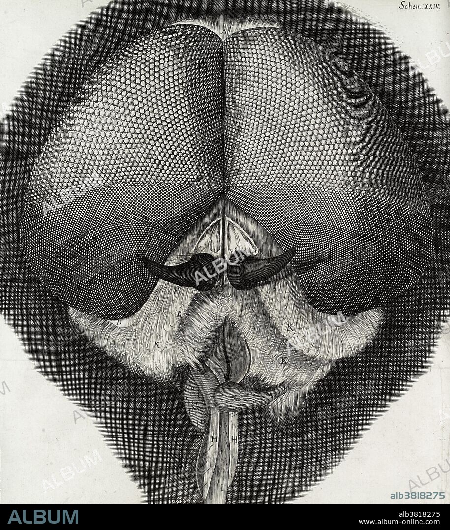Drone Fly Eyes, Robert Hooke, Micrographia, 1665