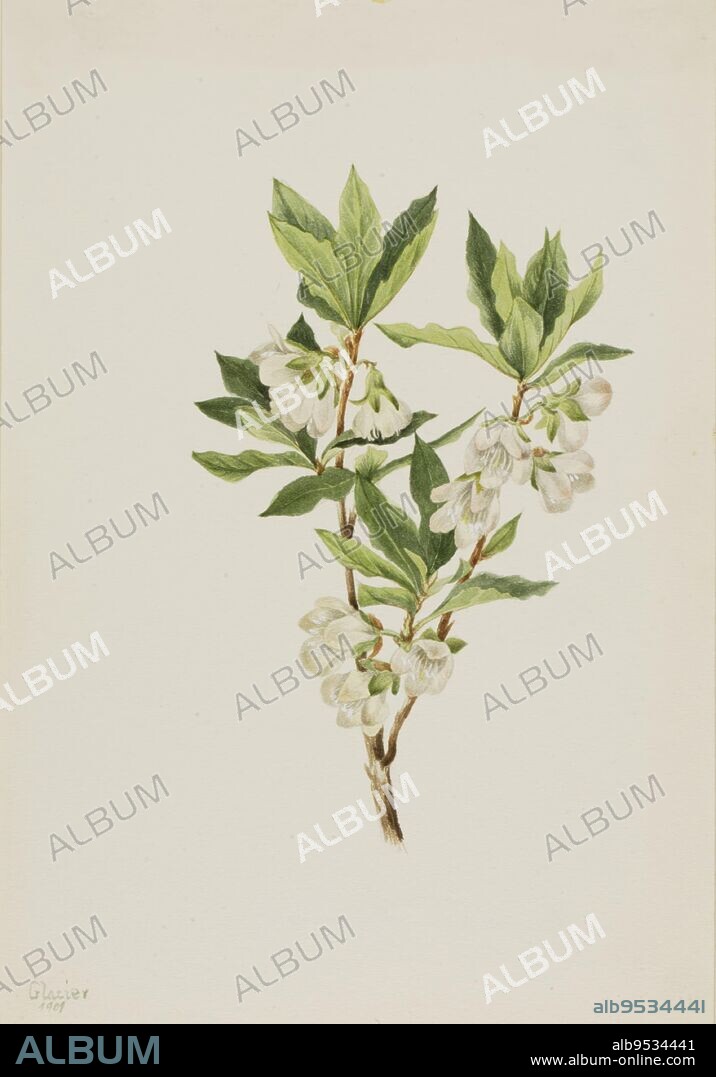 MARY VAUX WALCOTT. Rocky Mountain Rhododendron (Rhododendron albiflorum). Date: 1901. Watercolor on paper.
