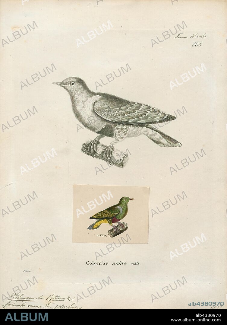 Ptilinopus nanus, Print, The dwarf fruit dove (Ptilinopus nainus) is a species of bird in the family Columbidae. It is found in lowland and foothill forest in New Guinea and the Raja Ampat Islands., 1700-1880.