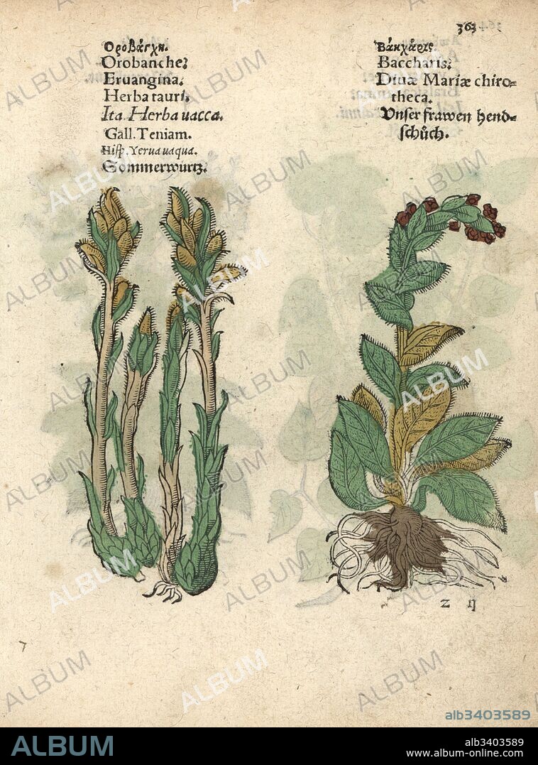Broomrape, Orobanche minor, and foxglove, Digitalis purpurea. Handcoloured woodblock engraving of a botanical illustration from Adam Lonicer's Krauterbuch, or Herbal, Frankfurt, 1557. This from a 17th century pirate edition or atlas of illustrations only, with captions in Latin, Greek, French, Italian, German, and in English manuscript.